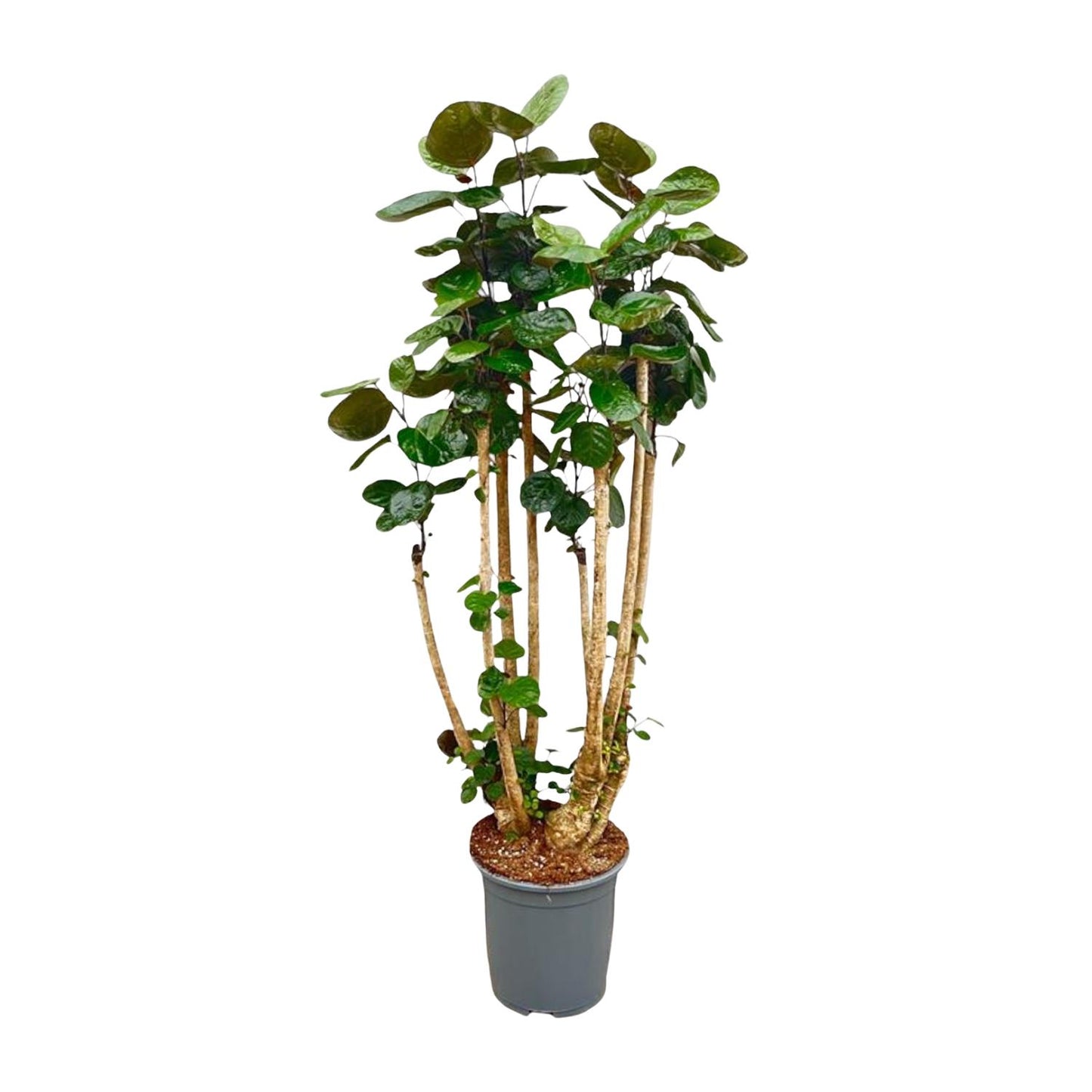 Polysicas Fabian XXL - 140 cm - ⌀30
