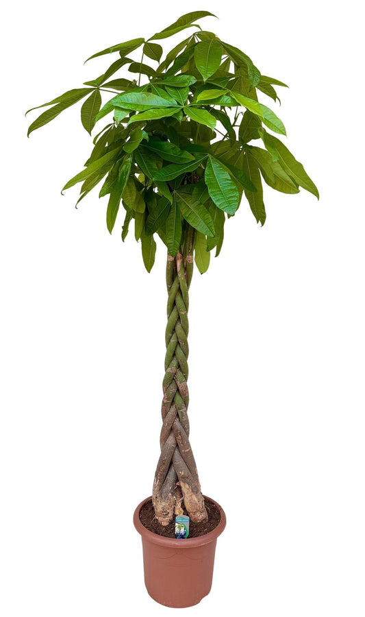 Pachira aquatica - 200cm