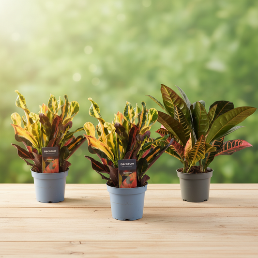 Calathea Leopardina - 35 cm - Ø12cm