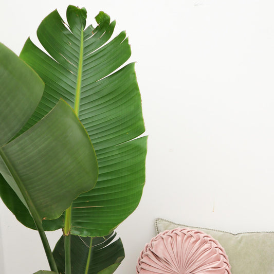 Strelitzia Augusta - 180cm - ⌀24-27cm