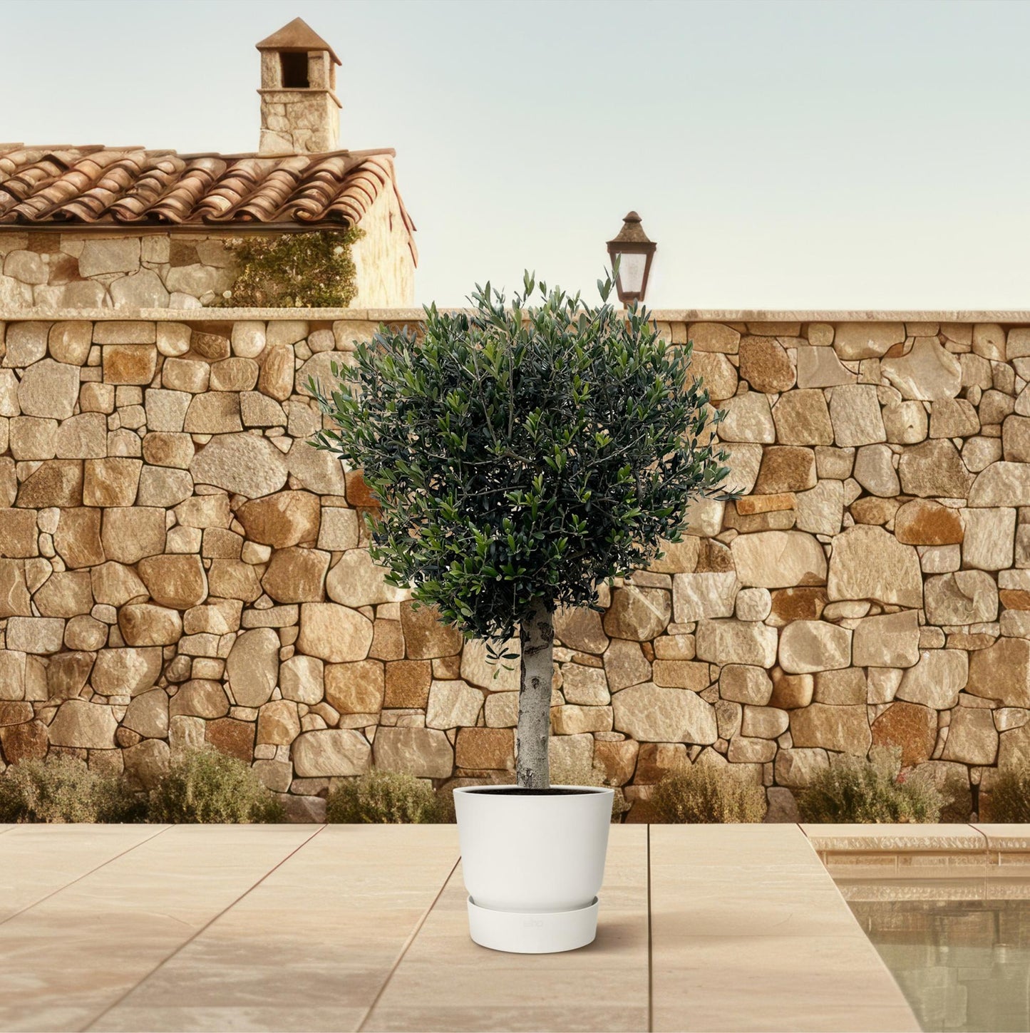 Olea Europaea Lorc - 180cm- Ø50