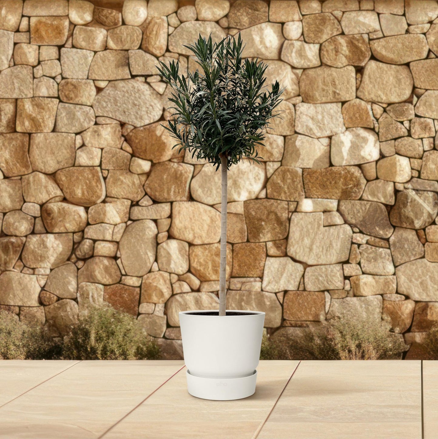 Nerium Oleander op stam met witte bloem - 170cm- Ø40