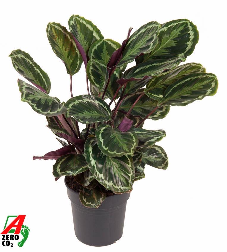 Calathea Medallion - 80 cm - Ø24cm