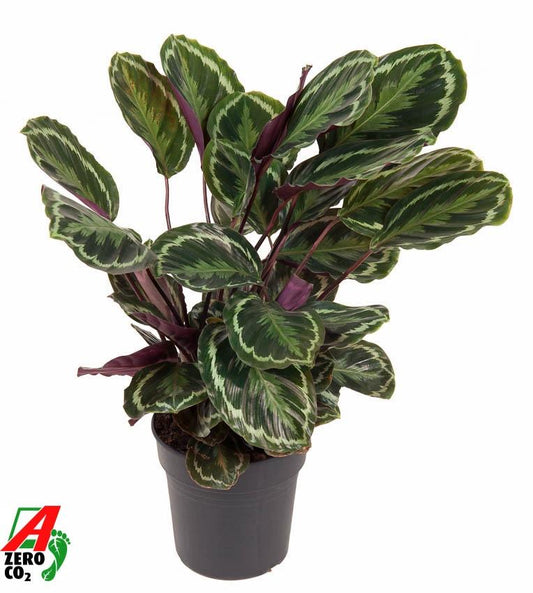 Calathea Medallion - 80 cm - Ø24cm