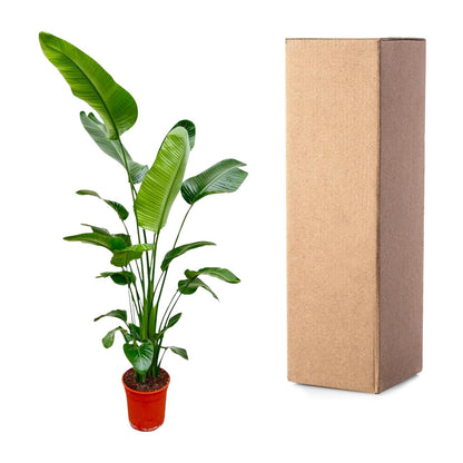 Strelitzia Nicolai - 180-200 cm - ø25-30