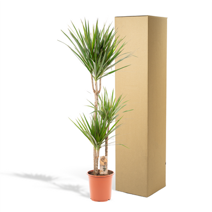 Dracaena Marginata - Ø21cm - ↕110cm