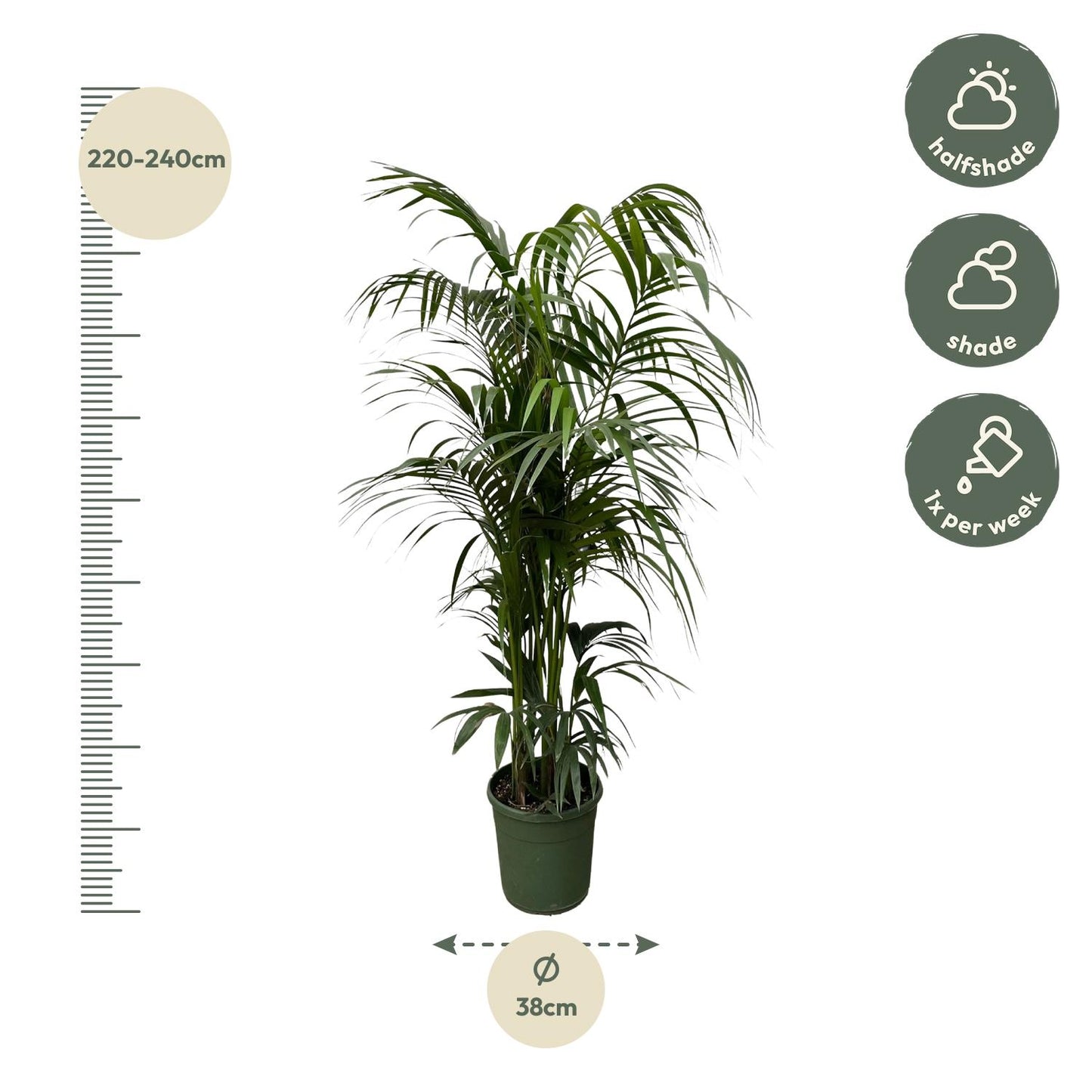 Kentia palm - 220 cm - ø38