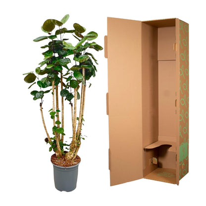 Polysicas Fabian XXL - 140 cm - ⌀30