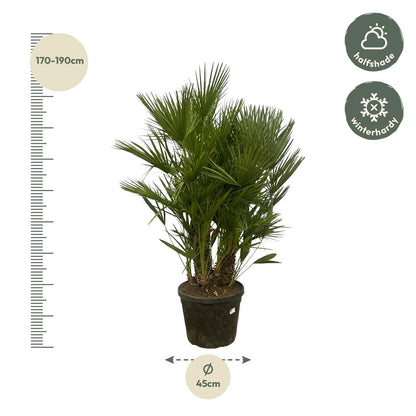 Chamaerops Humilis multi stam - 160 - 220 cm - Ø50cm