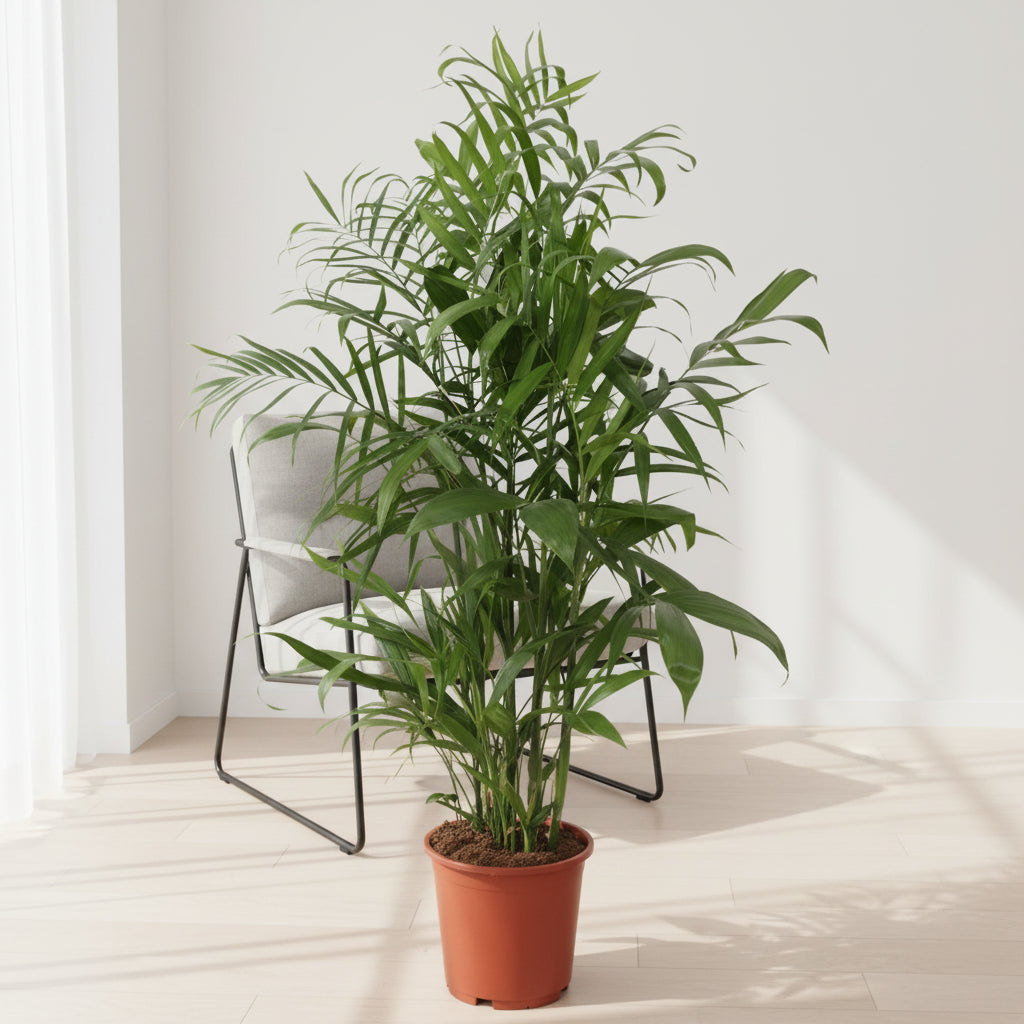 Chamaedorea Seifrizii - 140cm