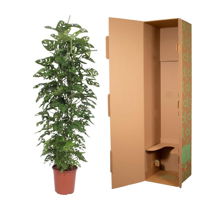 Monstera Monkey Leaf gaasrek - 180 cm - ø27