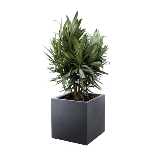 Nerium Oleander struik met rode bloem - 70cm- Ø19