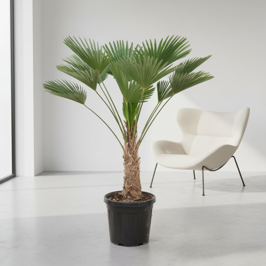 Trachycarpus wagnerianus - 130cm