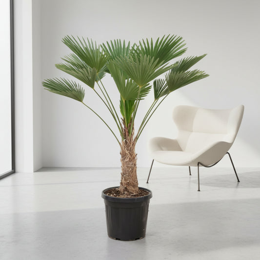 Trachycarpus wagnerianus - 130cm