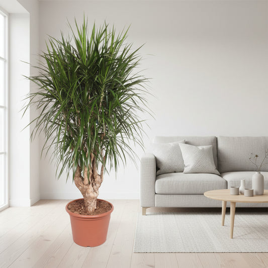 Dracaena Marginata vertakt XXL - 190cm ⌀ 40-45 cm