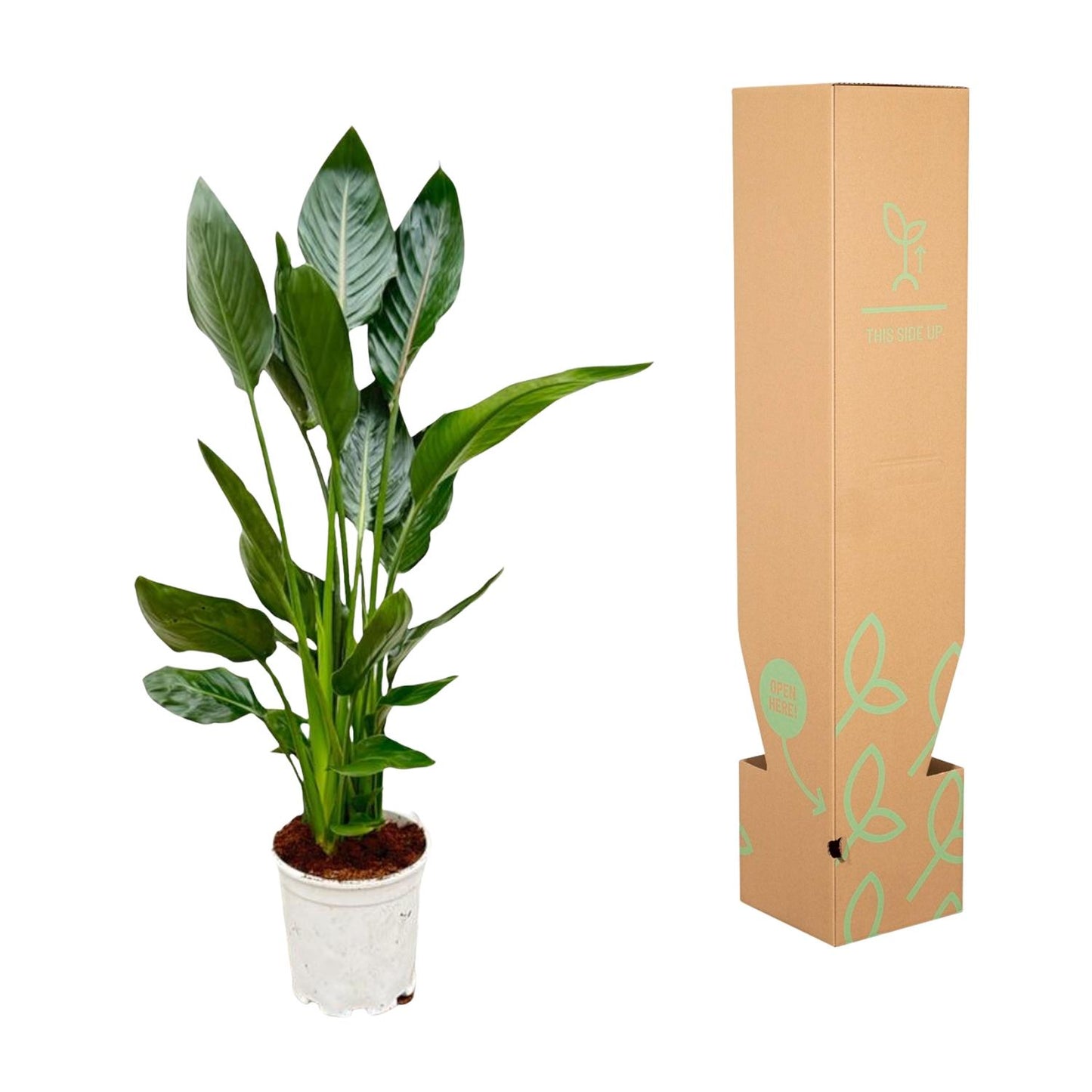 Strelitzia Reginae - 120 cm - Ø21