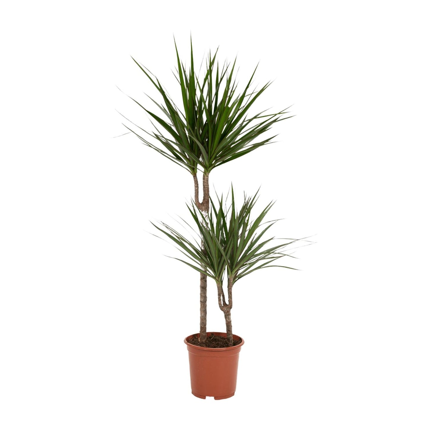 Dracaena Marginata - Ø19cm - ↕100cm