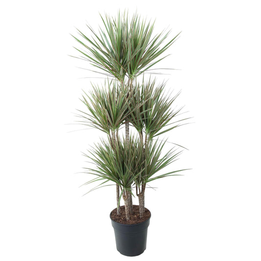Dracaena Bicolor Carrousel - 150 cm - ø31