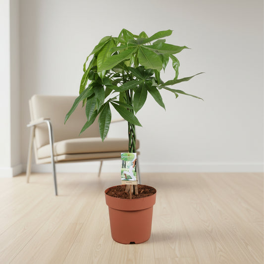 Pachira Aquatica - 70 cm