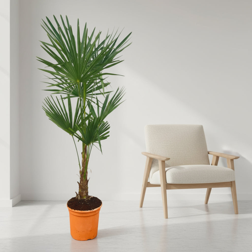 Trachycarpus Fortuneii - 120-160cm - Ø27