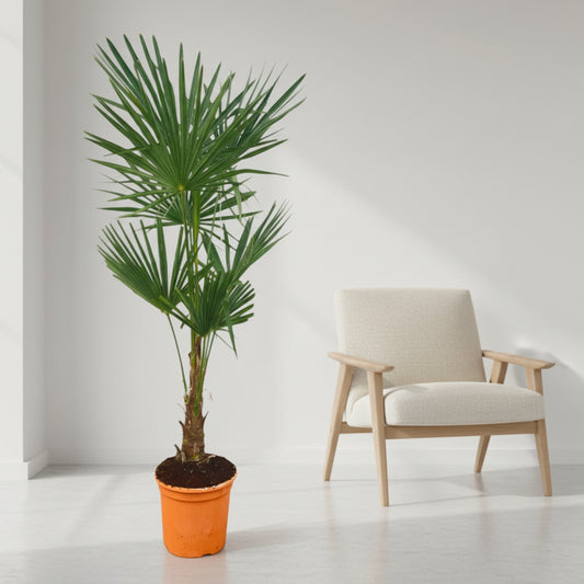 Trachycarpus Fortuneii - 120-160cm - Ø27