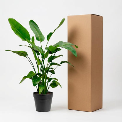 Strelitzia Nicolai - 150cm - Ø24