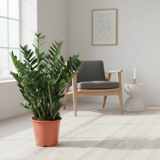 Zamioculcas - 90cm ⌀21-24cm