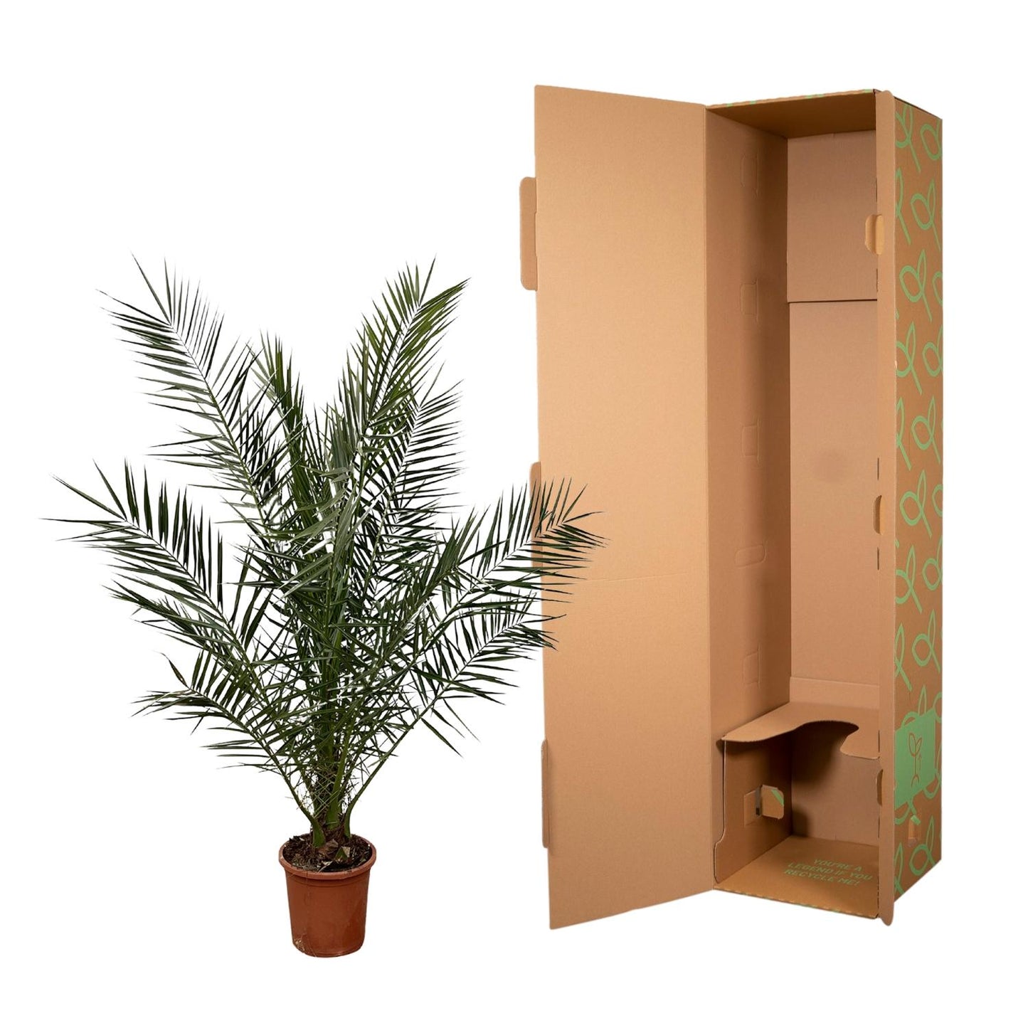 Phoenix Canariensis - 170 cm - Ø24cm