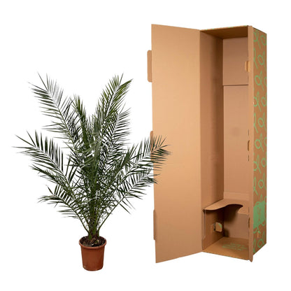 Phoenix Canariensis - 170 cm - Ø24cm