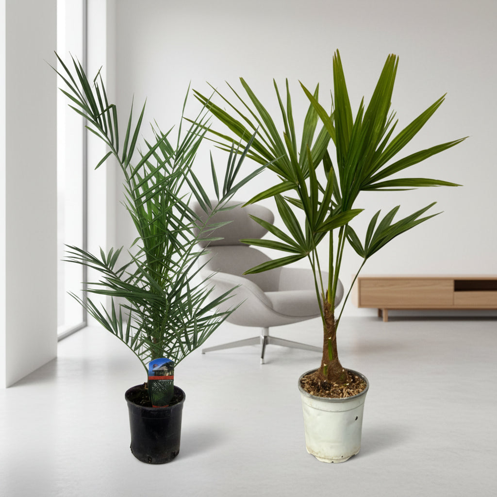 Phoenix Canariensis - 80 cm Ø15cm + Trachycarpus Fortuneii - 100 cm - Ø18cm