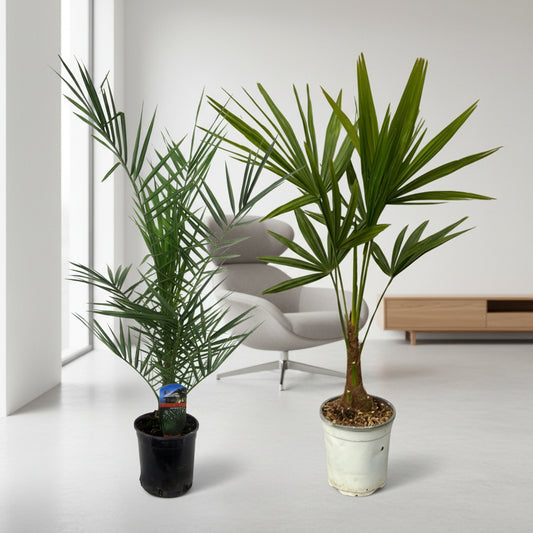 Phoenix Canariensis - 80 cm Ø15cm + Trachycarpus Fortuneii - 100 cm - Ø18cm