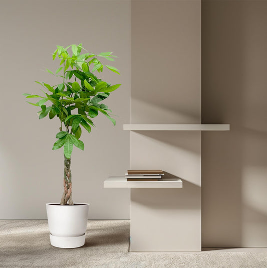 Pachira Aquatica - 110cm - ø21cm