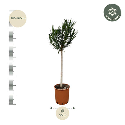 Nerium Oleander op stam met roze bloem - 170cm - Ø30