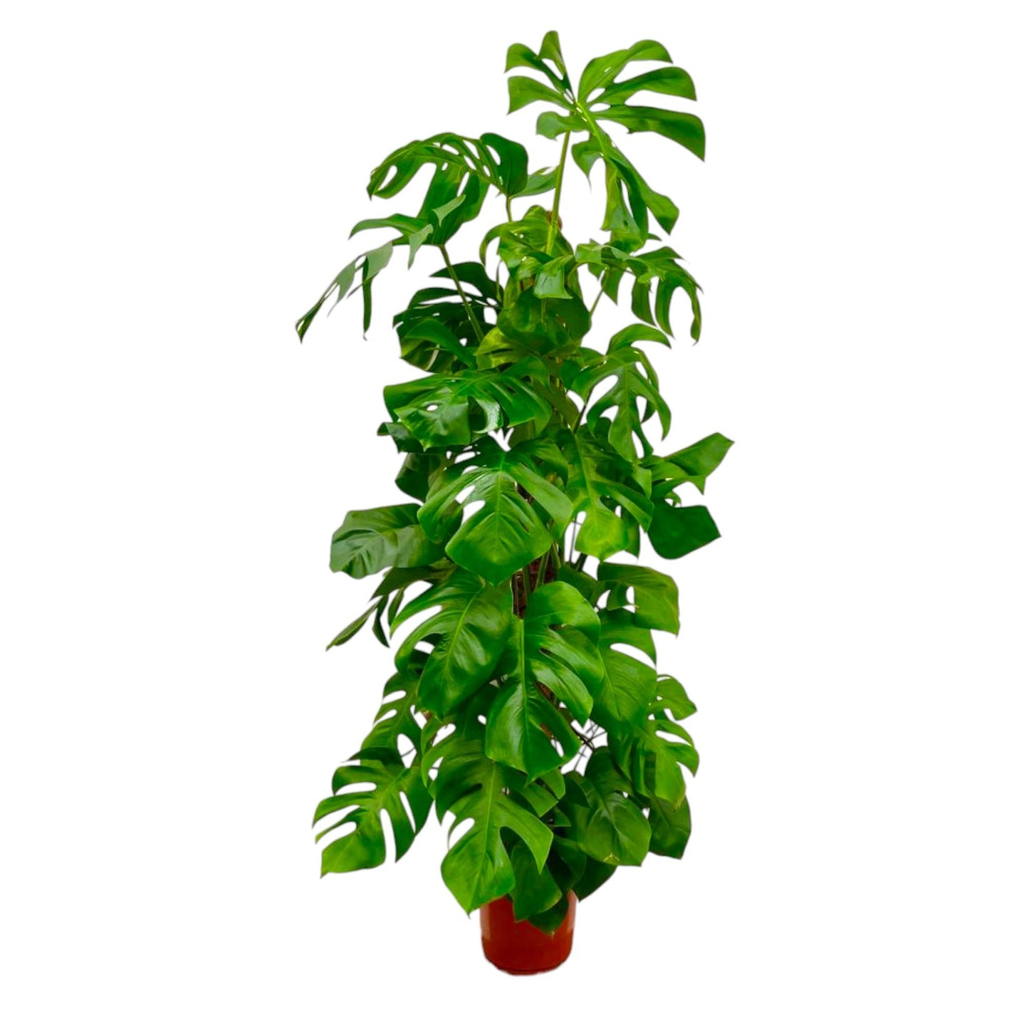 Monstera Deliciosa XXL - 180 cm - ø27