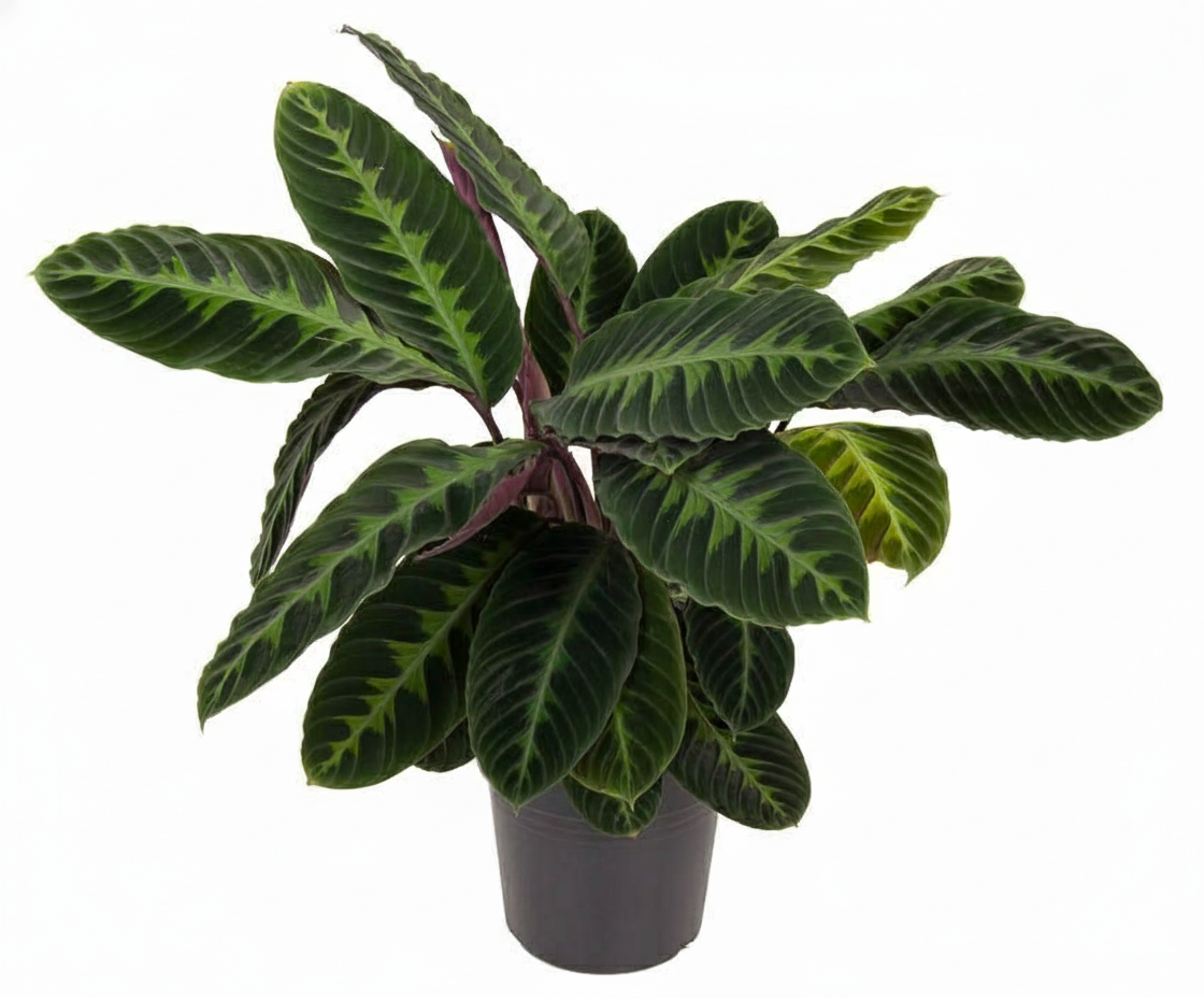 Calathea Warscewiczii - 90 cm - Ø24