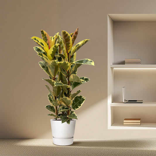 Ficus Elastica Tineke struik - 140 cm - Ø28cm