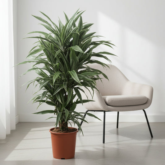 Dracaena Warneckei - 100 cm - ø27