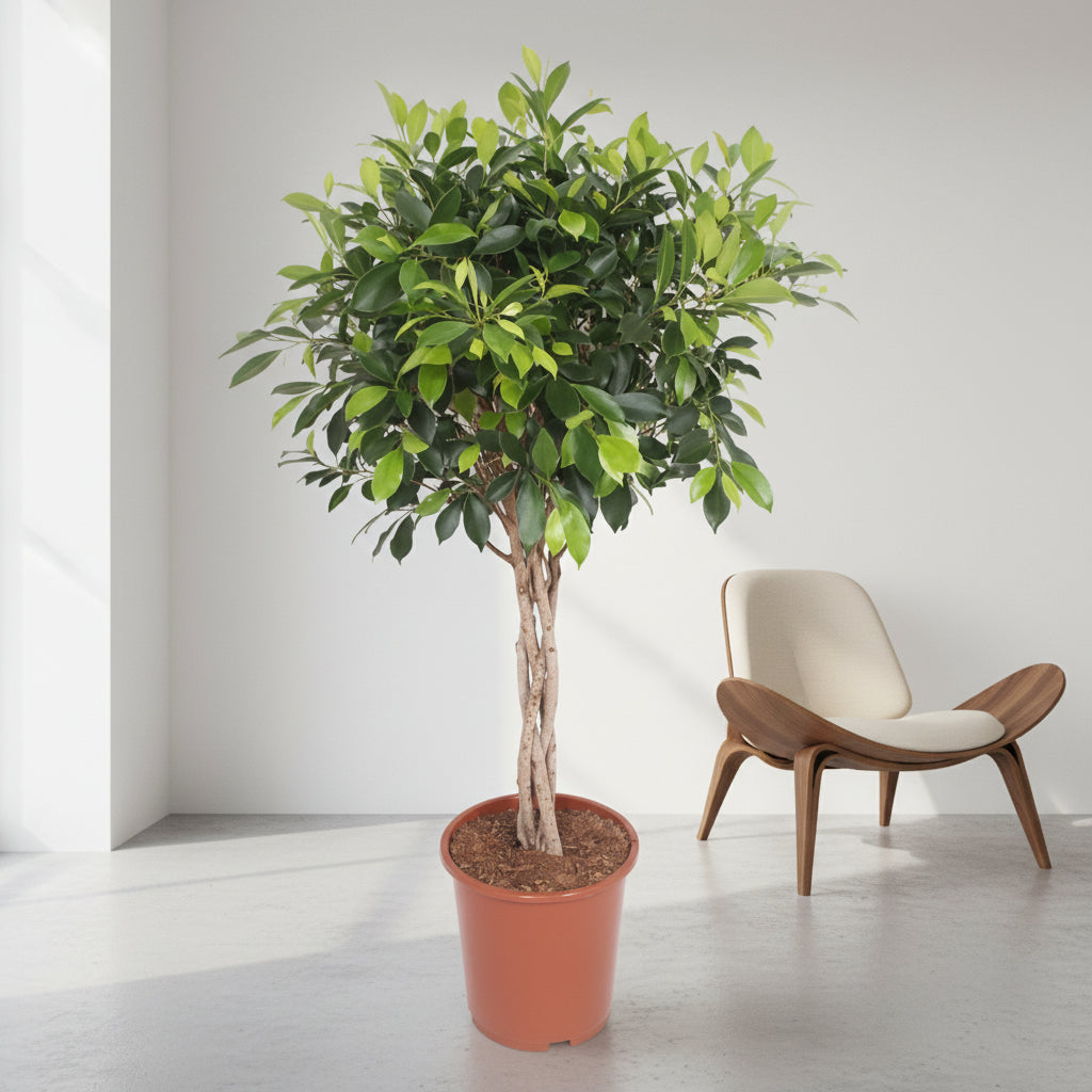 Ficus Nitida gevlochten stam - 100 cm