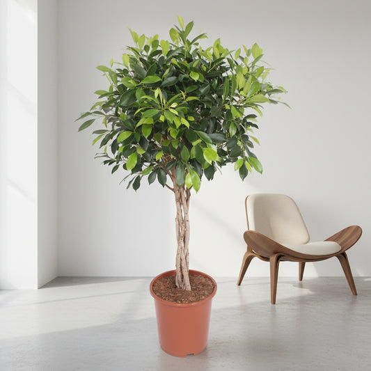 Ficus Nitida gevlochten stam - 100 cm
