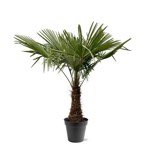 Trachycarpus Fortuneii - 220 - 240cm - Ø40-45