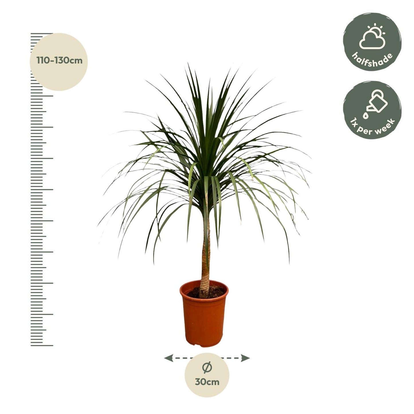 Dracaena Draco - 120cm - ø30