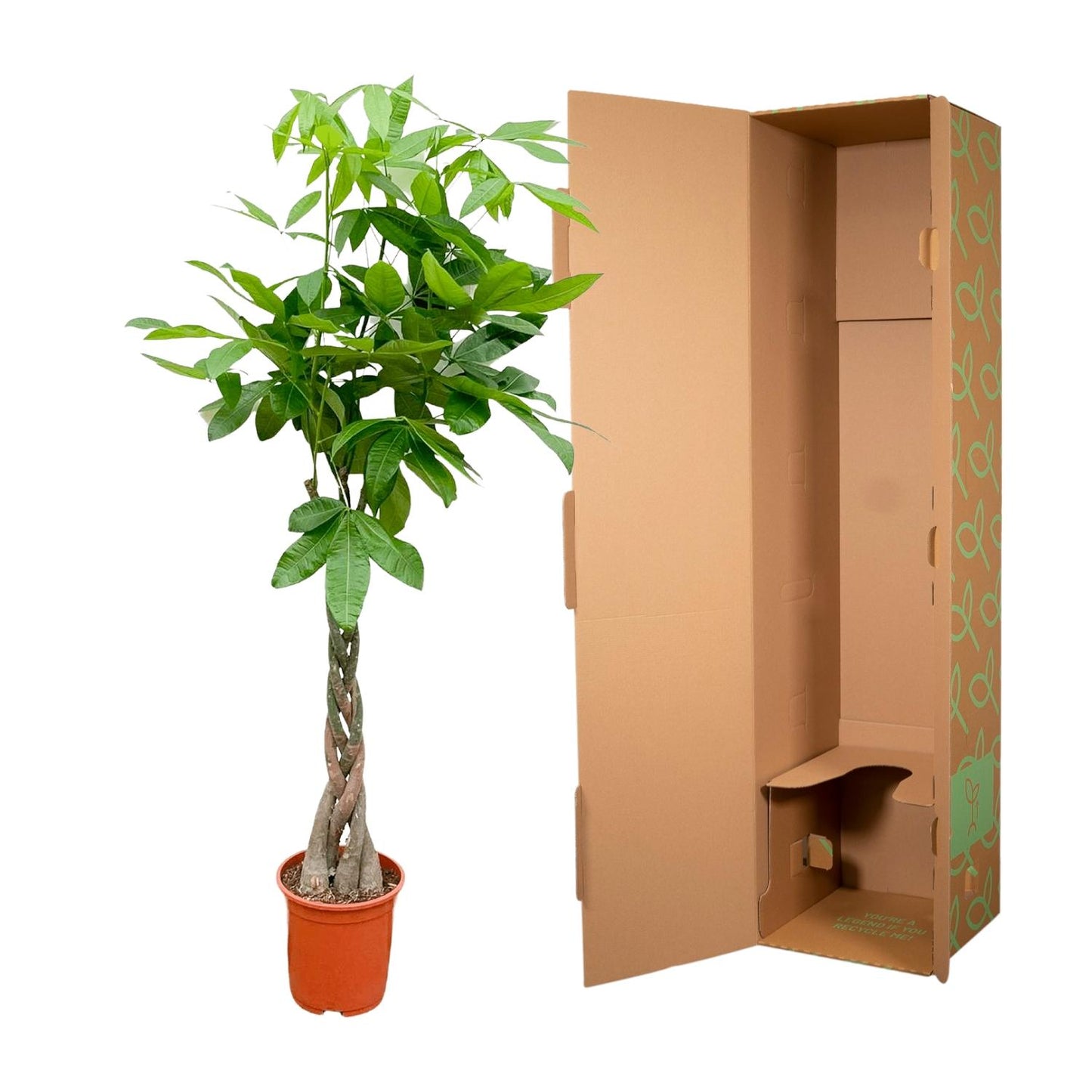 Pachira Aquatica - 110cm - ø21cm