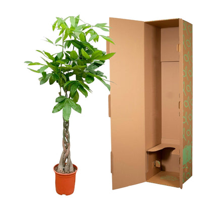 Pachira Aquatica - 110cm - ø21cm