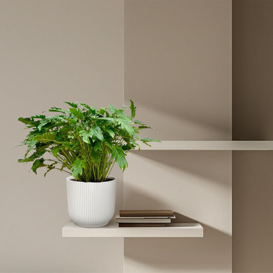 Philodendron Xanadu - 80 cm - Ø30
