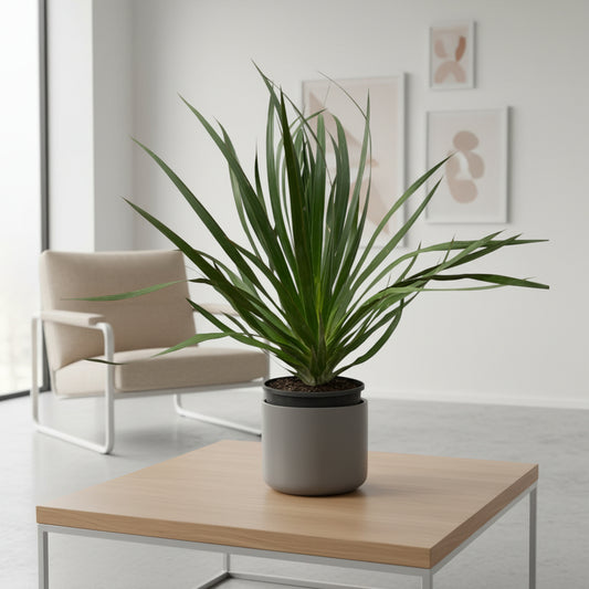 Dracaena Draco - 100 cm - Ø24cm
