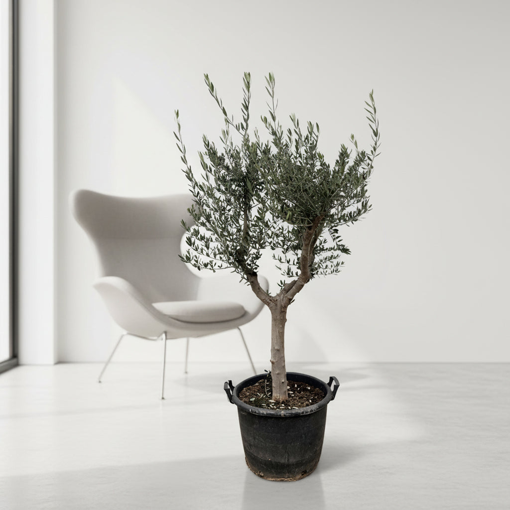 Olea Europaea Cultivo - 230cm- Ø45
