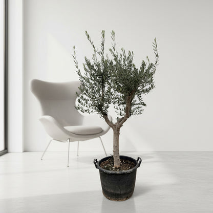 Olea Europaea Cultivo - 230cm- Ø45