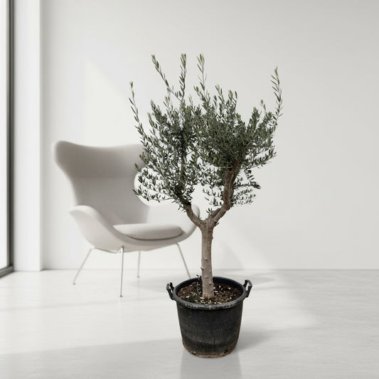 Olea Europaea Cultivo - 230cm- Ø45