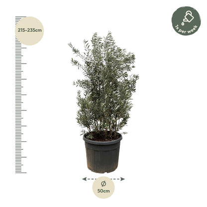Olea Europaea struik - 250cm- Ø55