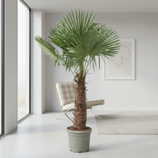 Trachycarpus Fortunei - 240- 270 cm - Ø40-Ø55cm
